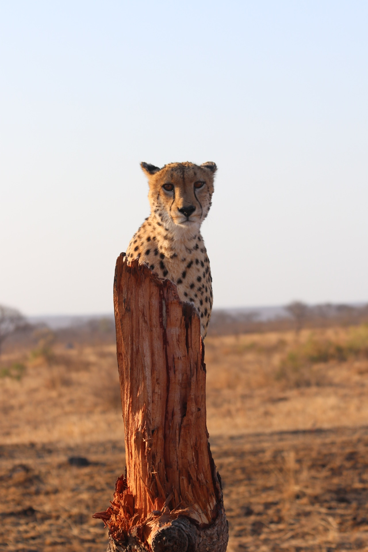 Safari